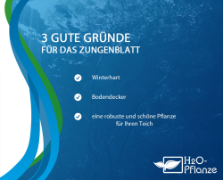 Zungenblatt - Glossostigma elatinoides